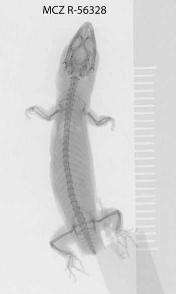 Media type: image;   Herpetology R-56328